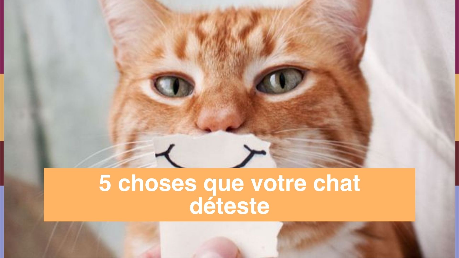 Ces 10 Choses Que Les Chats Detestent