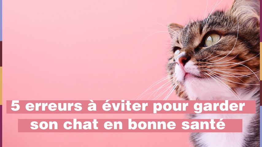 Les 8 Trucs Indispensables Quand On Voyage Avec Son Chat