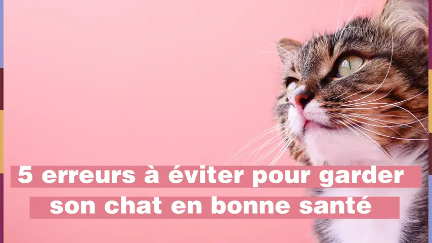 Ces 10 Aliments Qu On Adore Sont Tres Mauvais Pour Votre Chat