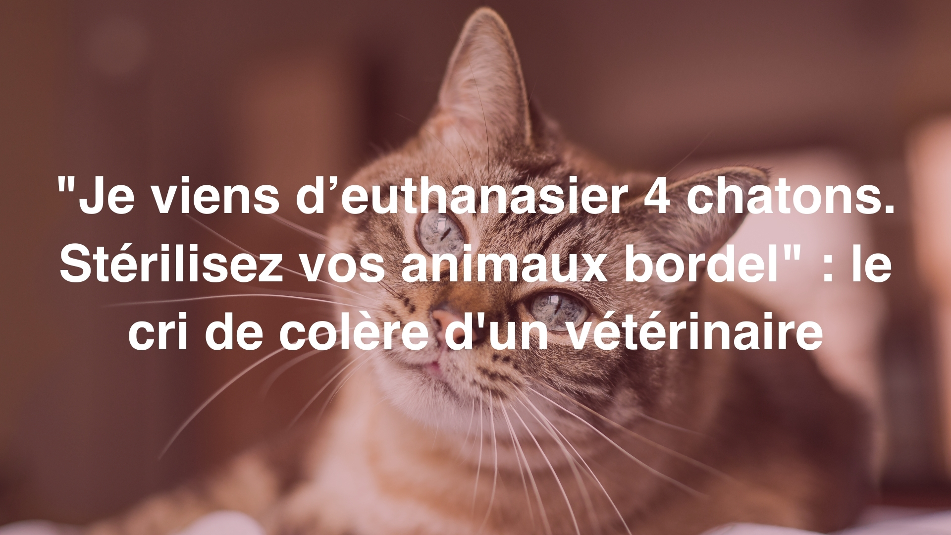 Je Viens D Euthanasier 4 Chatons Sterilisez Vos Animaux Bordel Le Cri De Colere D Un Veterinaire