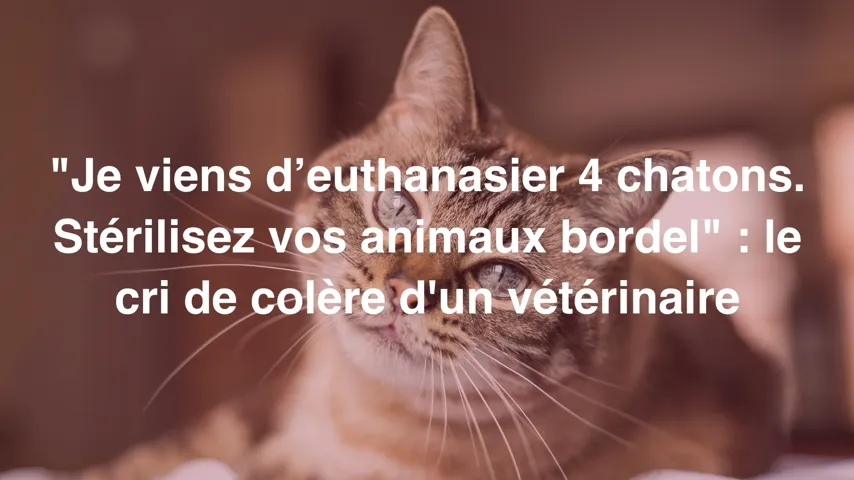 Attraper un chat sauvage pour le stériliser - L'École du Chat Libre de  Bordeaux