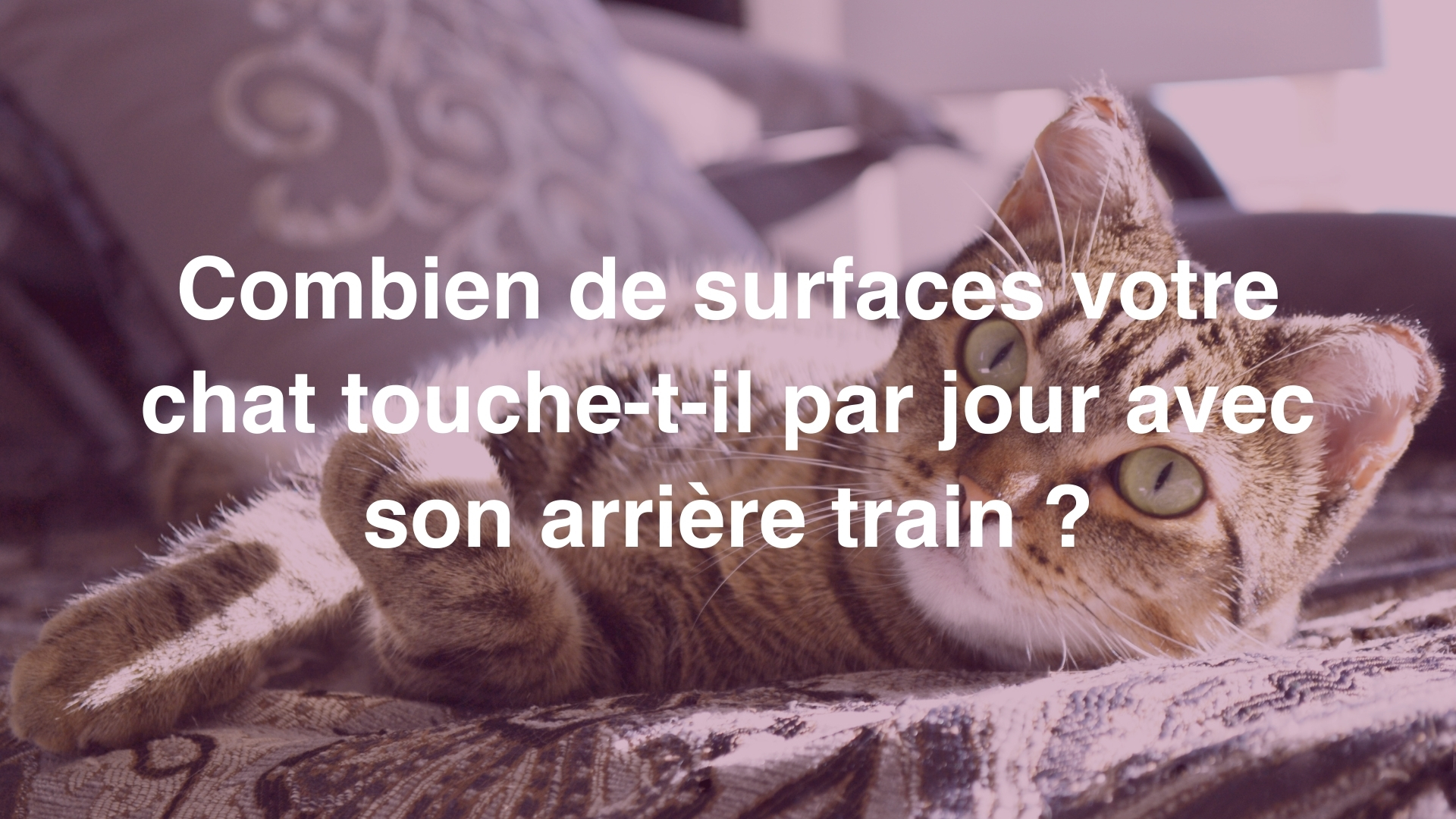 Combien De Surfaces Votre Chat Touche T Il Par Jour Avec Son Arriere Train