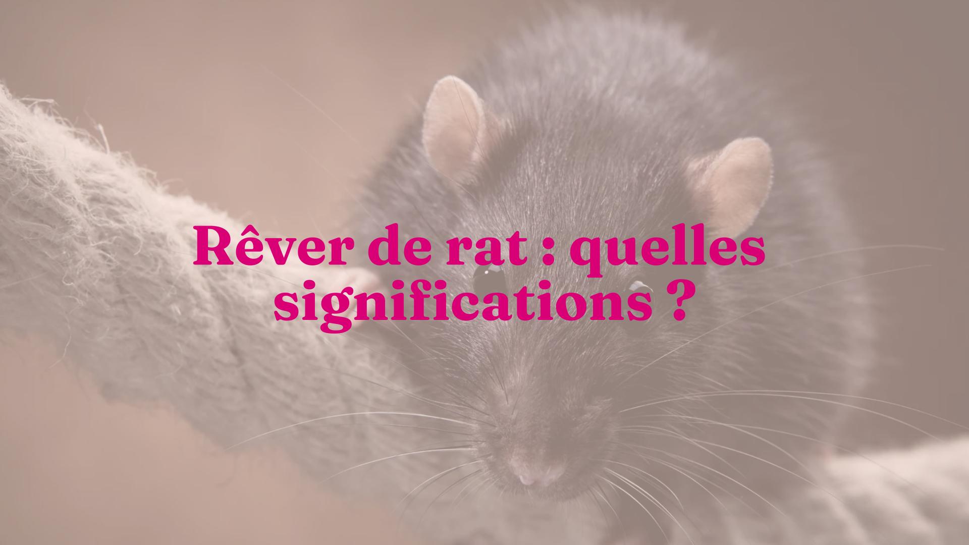 Rever De Rat Quelles Significations