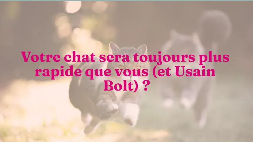 Votre Chat Sera Toujours Plus Rapide Que Vous Et Usain Bolt