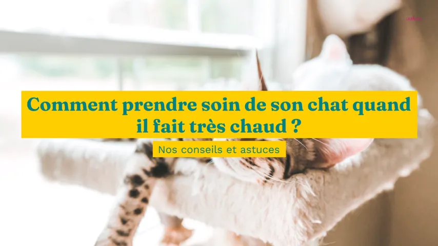 Comment Prendre Soin De Son Chat Quand Il Fait Tres Chaud