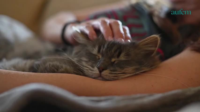 Chat A Quelle Frequence Devez Vous Le Laver Pour Qu Il Reste En Bonne Sante