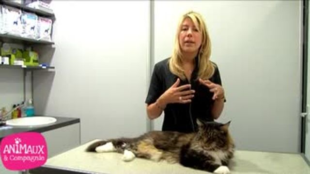 Mon Chat A De La Fievre Doctissimo