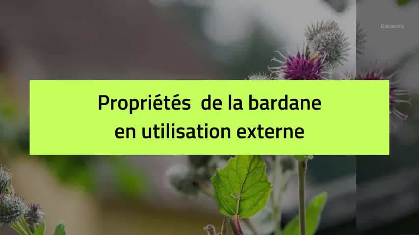 Bardane Arctium Propriétés Bienfaits De Cette Plante - 