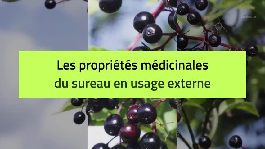 Sureau Sambucus Nigra Propriétés Bienfaits De Cette